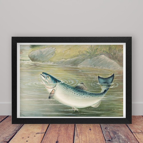Framed salmon vintage - framed, fishing