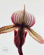 VTG Irving Penn Paphiopedilum