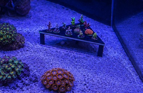 Hole corner frag - rack, fish