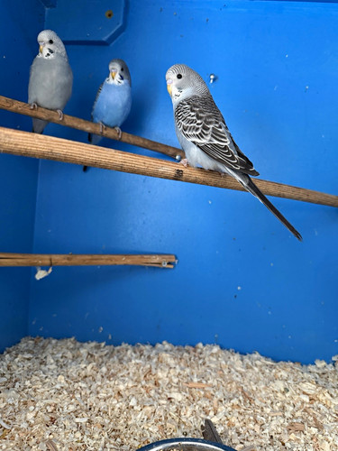 Budgies for 40 pounds - 4,