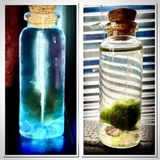 Self Sustaining Mini Marimo Moss Ecosystem! LGlow In Dark And Gemstones. Live