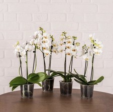 2 x Mini White Phalaenopsis