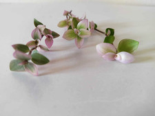 Rare Callisia Kribo / Turtle Vine - gorgeous trailing plant 2, 3 or 5 cuttings