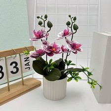 Decorative Phalaenopsis Orchid