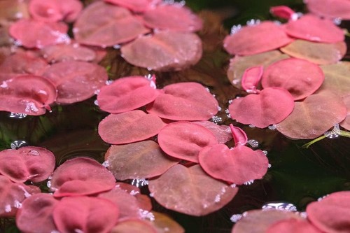 Floating aquarium plants for - aquarium,