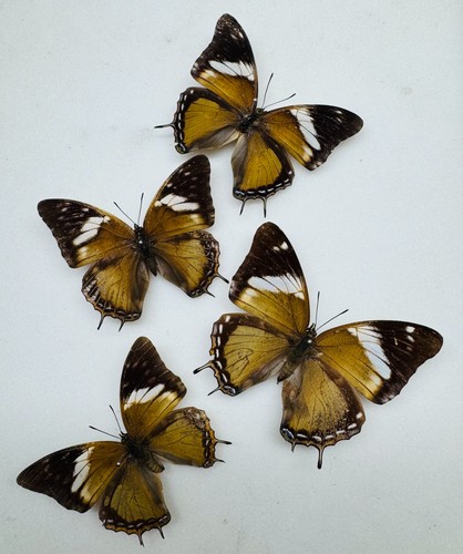 Real butterfly charaxes - butterfly,