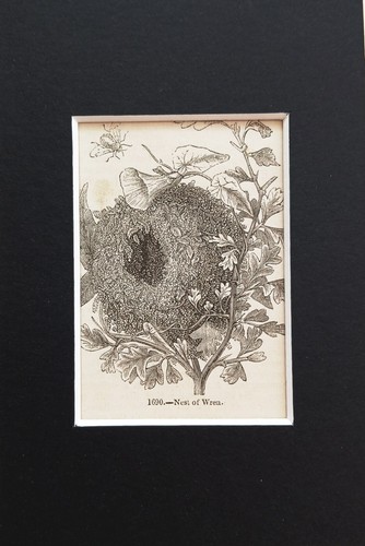 Miniature bird nest - bird,