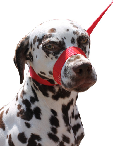Red dog lead stop dogs - lead, pulling