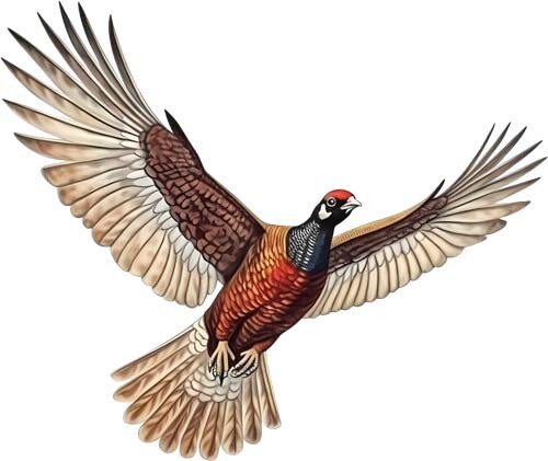 Colourful flying ring necked - flying,