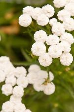 Achillea ptarmica Ballerina