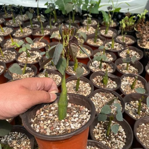 1piece 5cm seedgrowth - 1piece,
