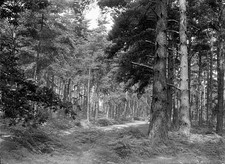 Oxshott Wood Circa August 1936