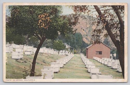 Apiary california bee - an,