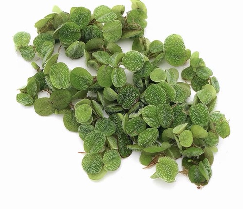 Salvinia natans floating plant - salvinia,