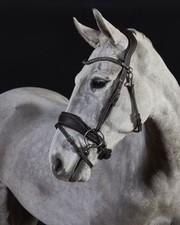 GFS Premier Prime Bridle