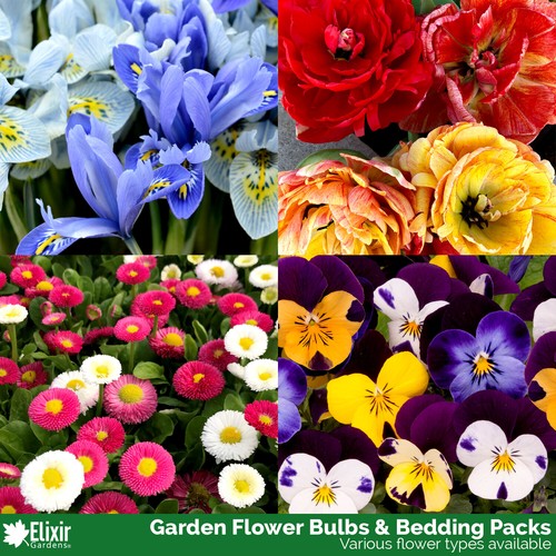 Spring flower bulbs bedding - spring,