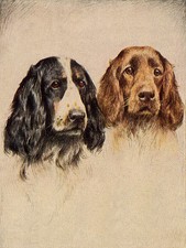 COCKER SPANIEL CHARMING DOG GREETINGS NOTE CARD TWO DOGS BEAUTIFUL HEAD STUDY