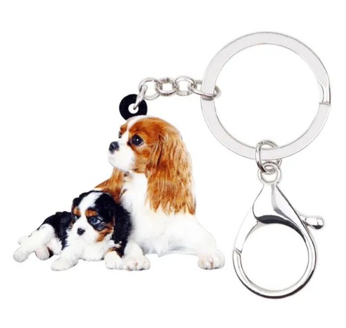 Cavalier king charles - cavalier,