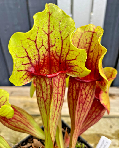 Sarracenia aais hybrid ian - sarracenia,