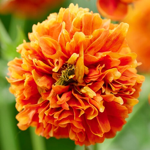 Geum orange pumpkin - pumpkin?, x3