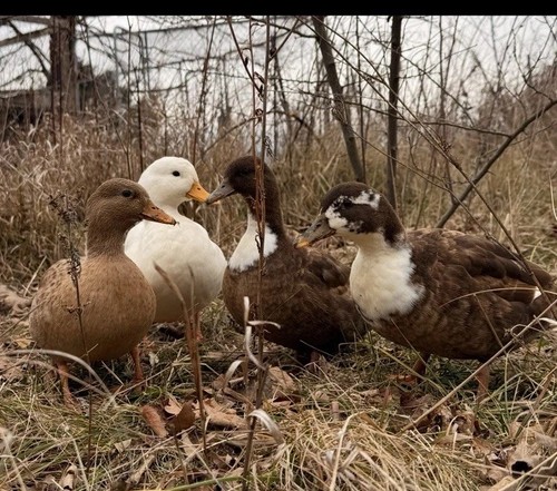 Call duck hatching eggs - duck,