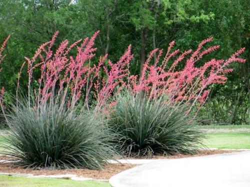 Hesperaloe parviflora red - hesperaloe, (red