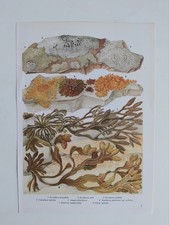 Seaweed Plants Lichens