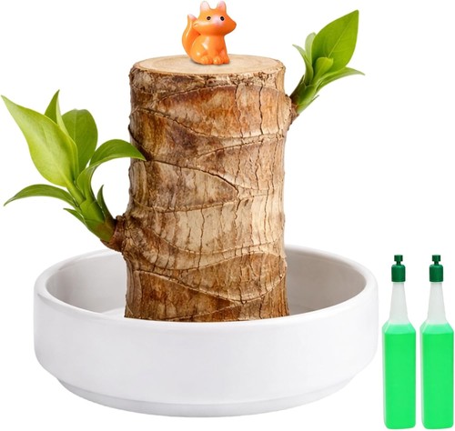 Brazilian wood plant little - wood, plant,little