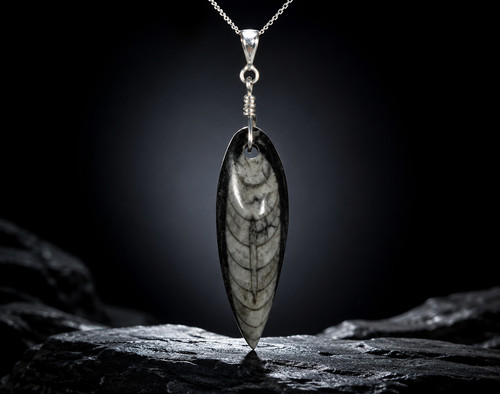 Beautiful fossil orthoceras - fossil,