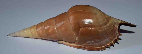 Shells strombidae tibia - -,
