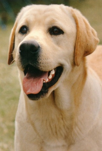 Yellow labrador jumbo fridge - labrador,