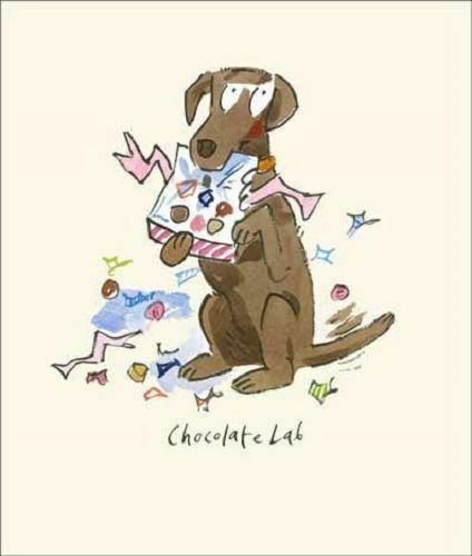 Cute chocolate labrador dog - ,