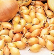 Yellow Winter Onion Sets for Planting Onion Sets grow your own onion organic x25