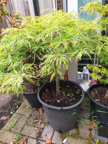 Acer japanese maple tree - acer,