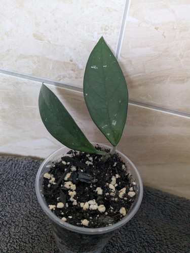 Hoya carnosa wax plant - hoya,