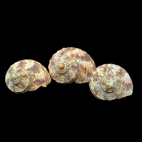 Turbo goldmouth seashell - 3,