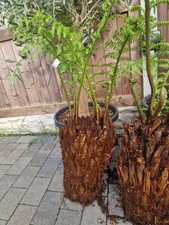Dicksonia Antarctica Tree Ferns CHUNKY DOUBLE HEAD 1.5ft  DIRT CHEAP PLANTS FB