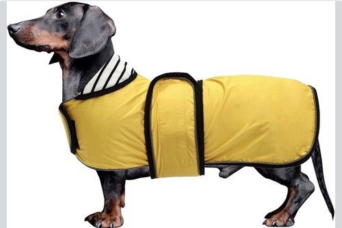 Dachshund dog rain - dachshund, coat