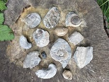 CHILDRENS FOSSIL SET AMMONITE WHITBY YORKSHIRE UK DINOSAUR FOSSILs