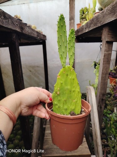 Opuntia gomei old - opuntia, mexico'