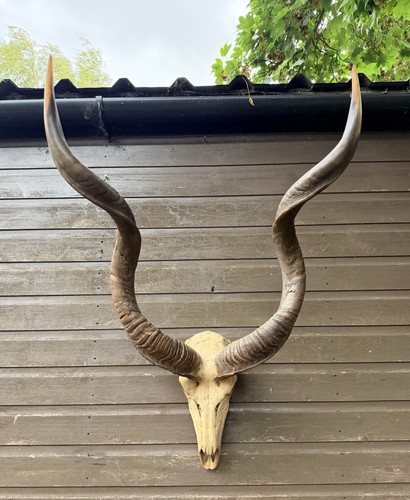 Large african greaterkudu - large,