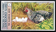 FRY - BIRDS & POULTRY - #36