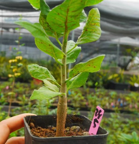 Bursera schlechtendalii random - bursera,