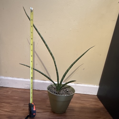 Snake plant sansevieria - snake,