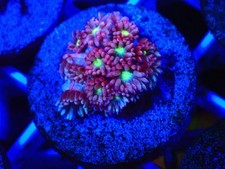 SHA Orchid Magenta Rainbow