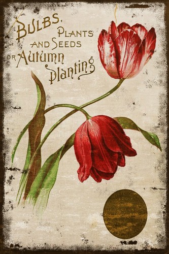 Autumn plants gardening - plants,