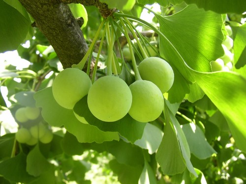 Ginkgo biloba maidenhair - 2x, biloba,