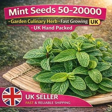Mint Seeds 50-20000 – Garden