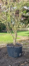 Extra large plant pot - extra, outdoor