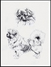 TIBETAN SPANIEL LOVELY DOG ART